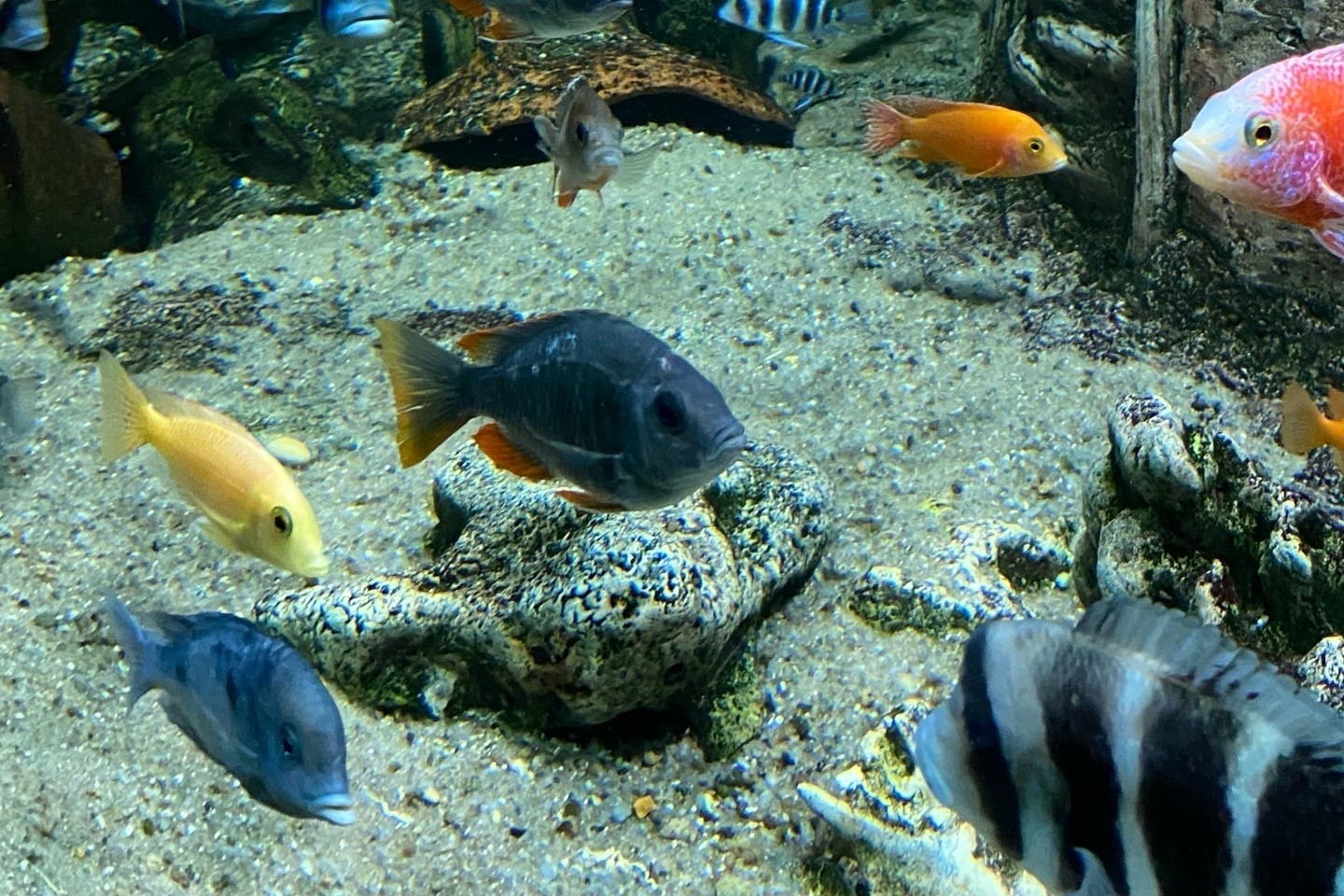 аквариум евпатория